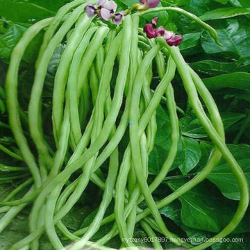 HBE06 Liechu light green OP beans seeds in vegetable seeds for sale